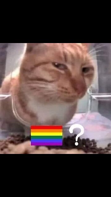 Cats Doing Weird Things! 🐱❓