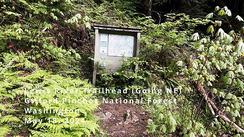 Getting Started @ Lewis River Trailhead (Going NE) | Gifford Pinchot National Forest Washington | 4K
