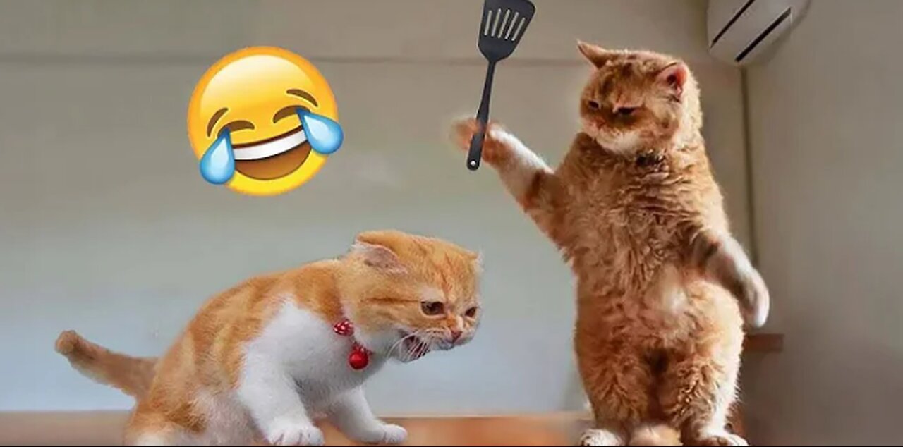 Funniest Animals 2023 😂 New Funny Cats and Dogs Videos 😻🐶 Part 1