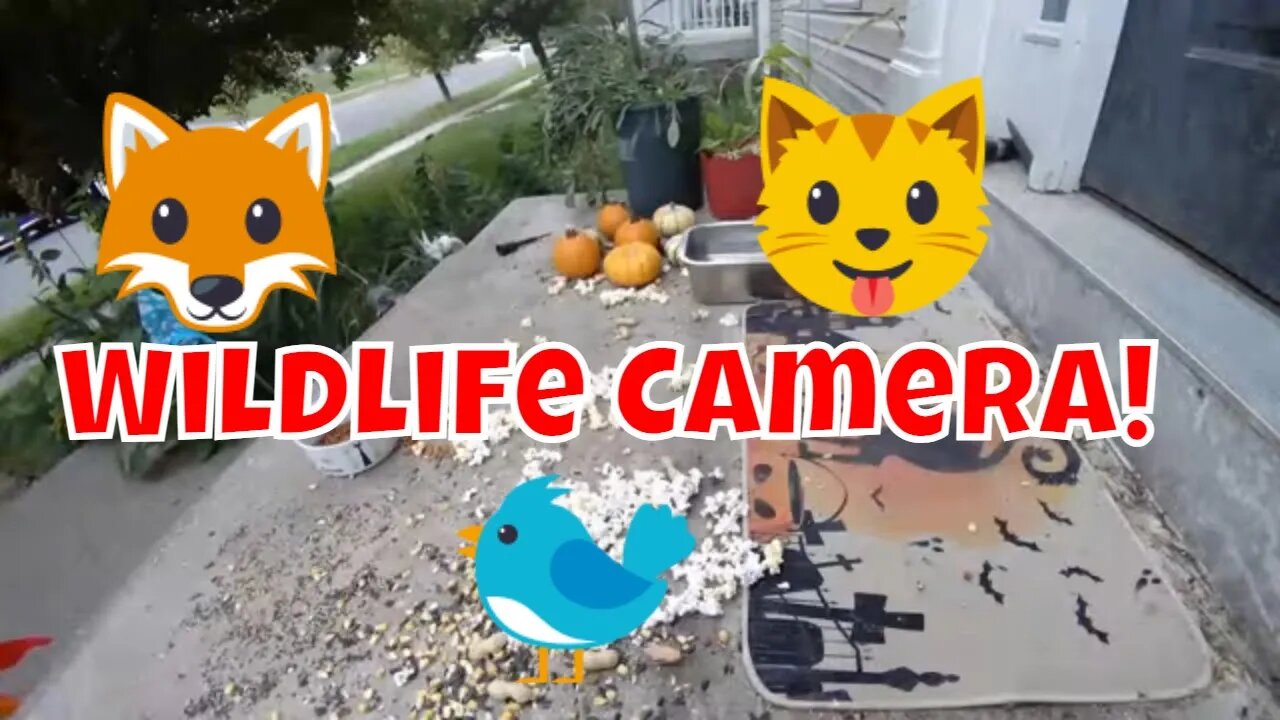 Friday Wildlife And Feral Cat Camera! 🦊😻