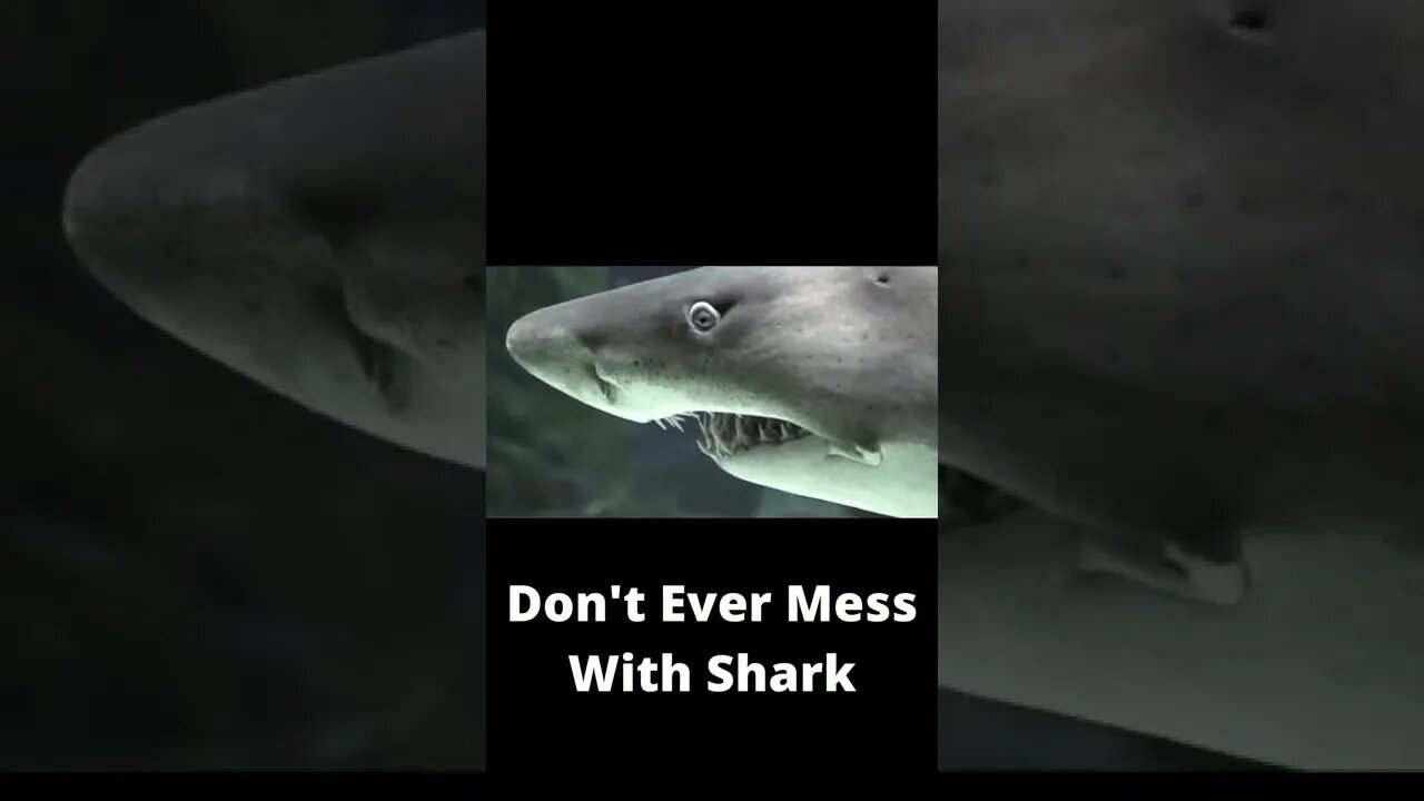 Don't Ever Mess With Shark - The Teeth Weapon Can Kill Anything.