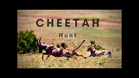 A Cheetah Hunting - Animals - No Copyright video
