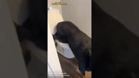 Funny Dogs Videos #dogs #shorts