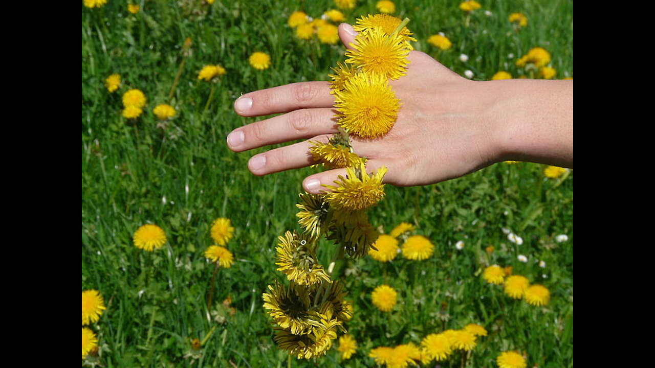 dandelion flowers