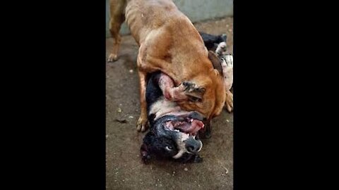 Pitbull attack Dogs - compilation 2014\ # Pittbull_Attack Dogs