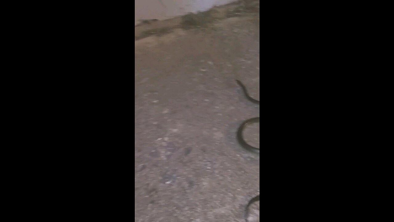 messing with a snake