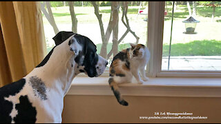 Funny Great Dane Interrupts Humming Cat's Calico Birdwatching