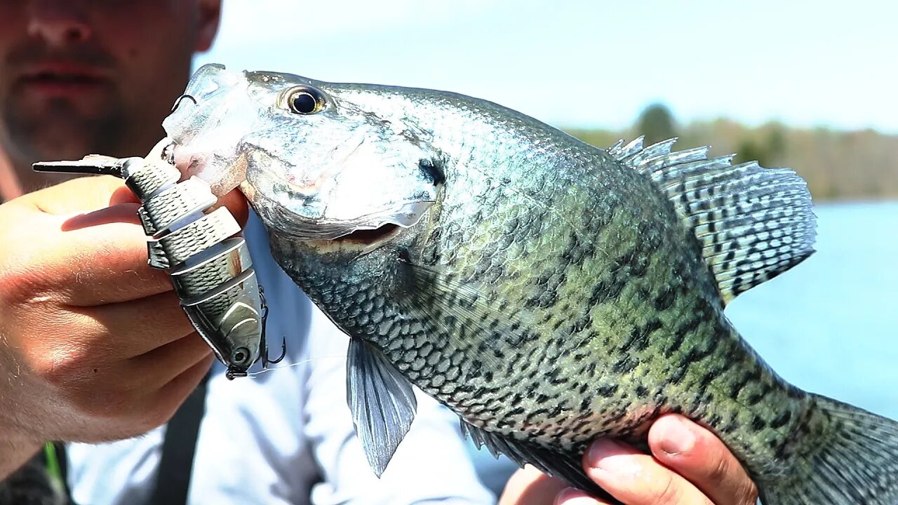 Surprise Crappie Caught on Swimbait (Watts Bar Lake ep. 4)