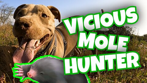 Crazy Pit Bull Hunting Moles