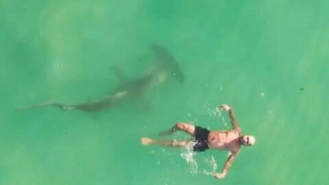 Shark scares bather