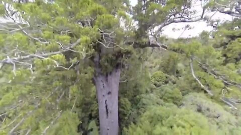 Top 5 BIGGEST Trees on Earth