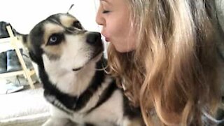 Dona e cão em adorável conversa matinal