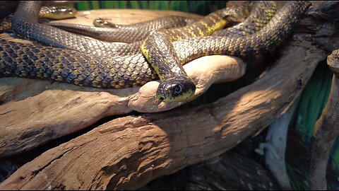 Tiger Snake Venomous (Notechis scutatus)