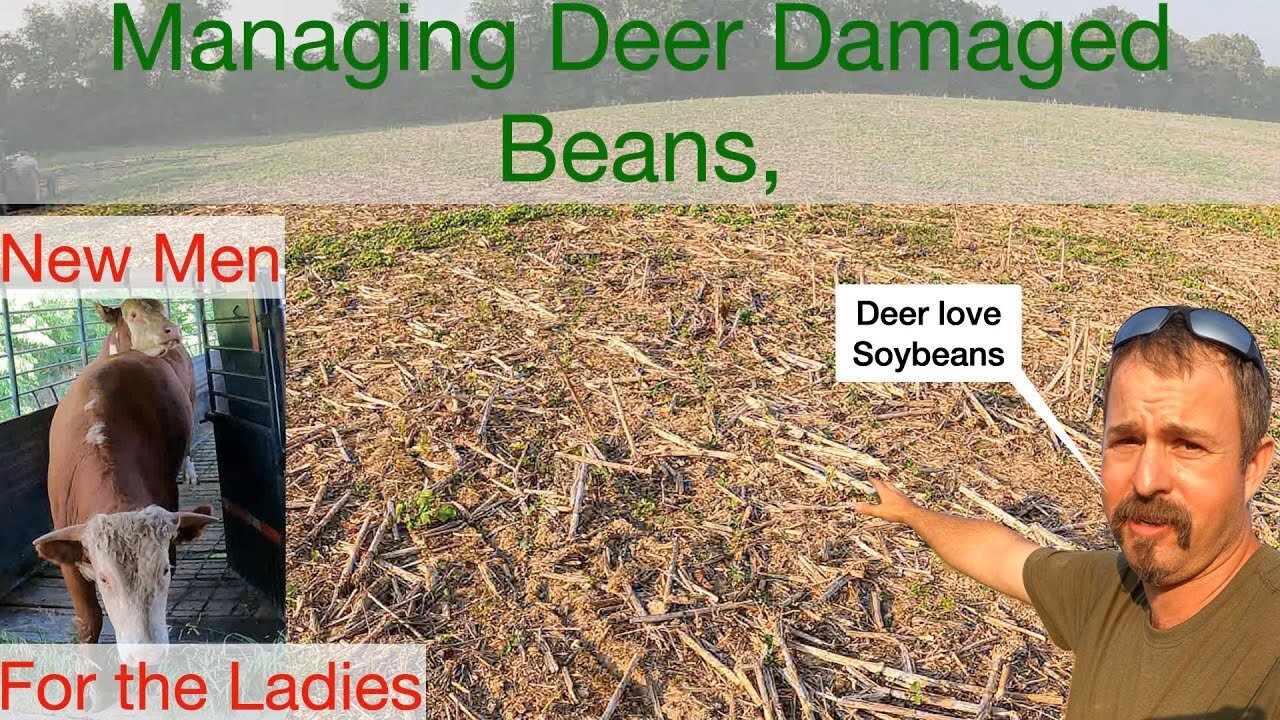 Managing Deer Damaged Soybeans, and New Men for the Ladies