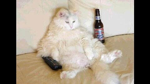 Funniest Animals Videos - Best Of The Year Funny Animal