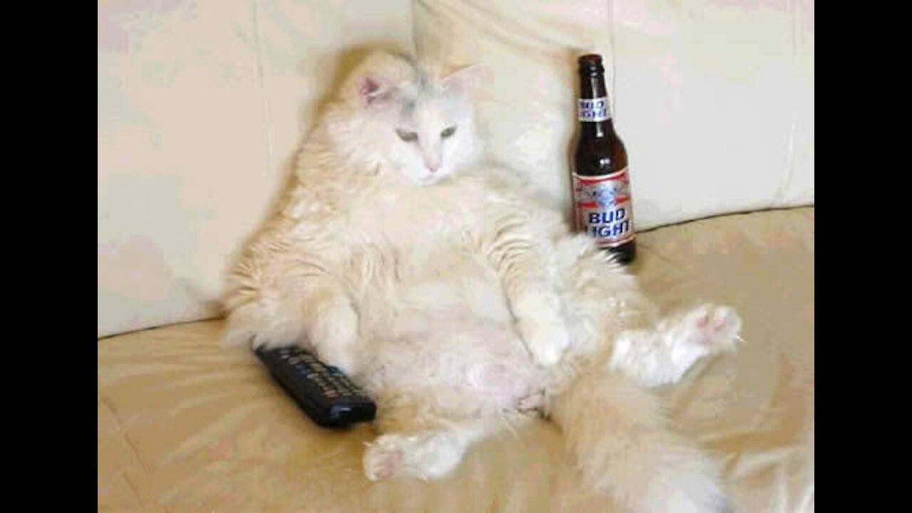 Funniest Animals Videos - Best Of The Year Funny Animal