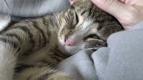 Rudolph the Little Cat Purrs when Happy