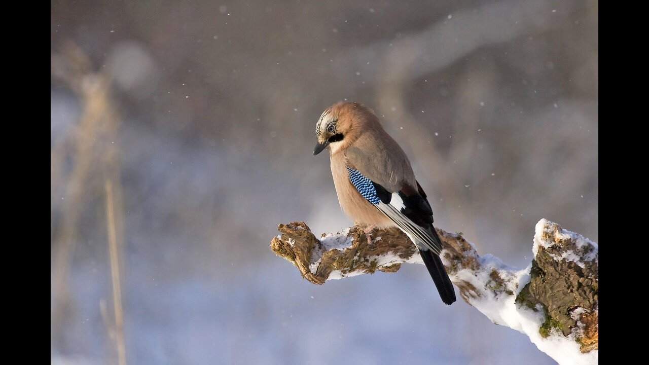 Birds nature beauty
