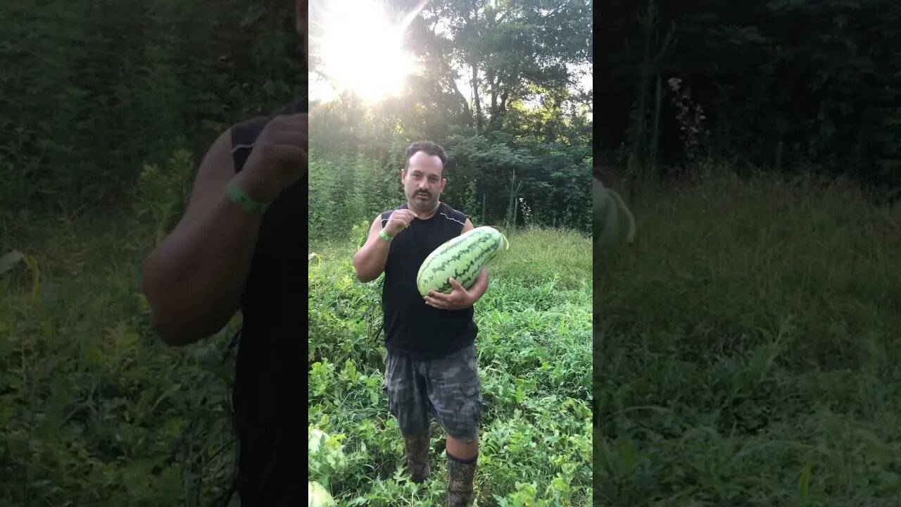 Enjoying Homegrown Watermelon