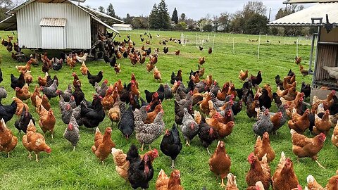 How American Farmers Raise Millions Of Poultry In The Pasture - Chicken Farming.