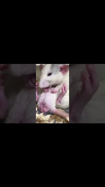 Funny mouse enjoying themselves #monkey #funnymonkey #shorts