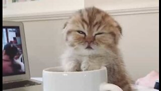 Gato bebé adormece em cima de chávena de café