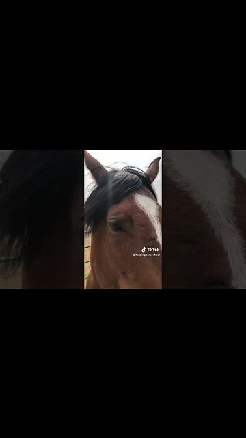 REAL CDN COWBOY- Honey For Healing Horses