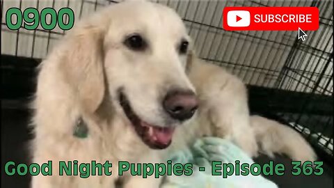 [0900] GOOD NIGHT PUPPIES - EPISODE 363 [#dogs #doggos #doggos #puppies #dogdaycare]