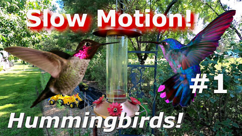 Hummingbird Cam Super Slow Motion - Beautiful Birds in flight. #1