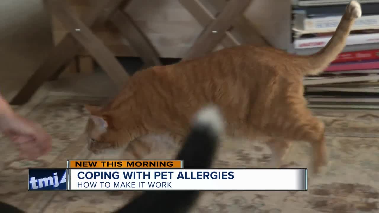 Coping with pet allergies