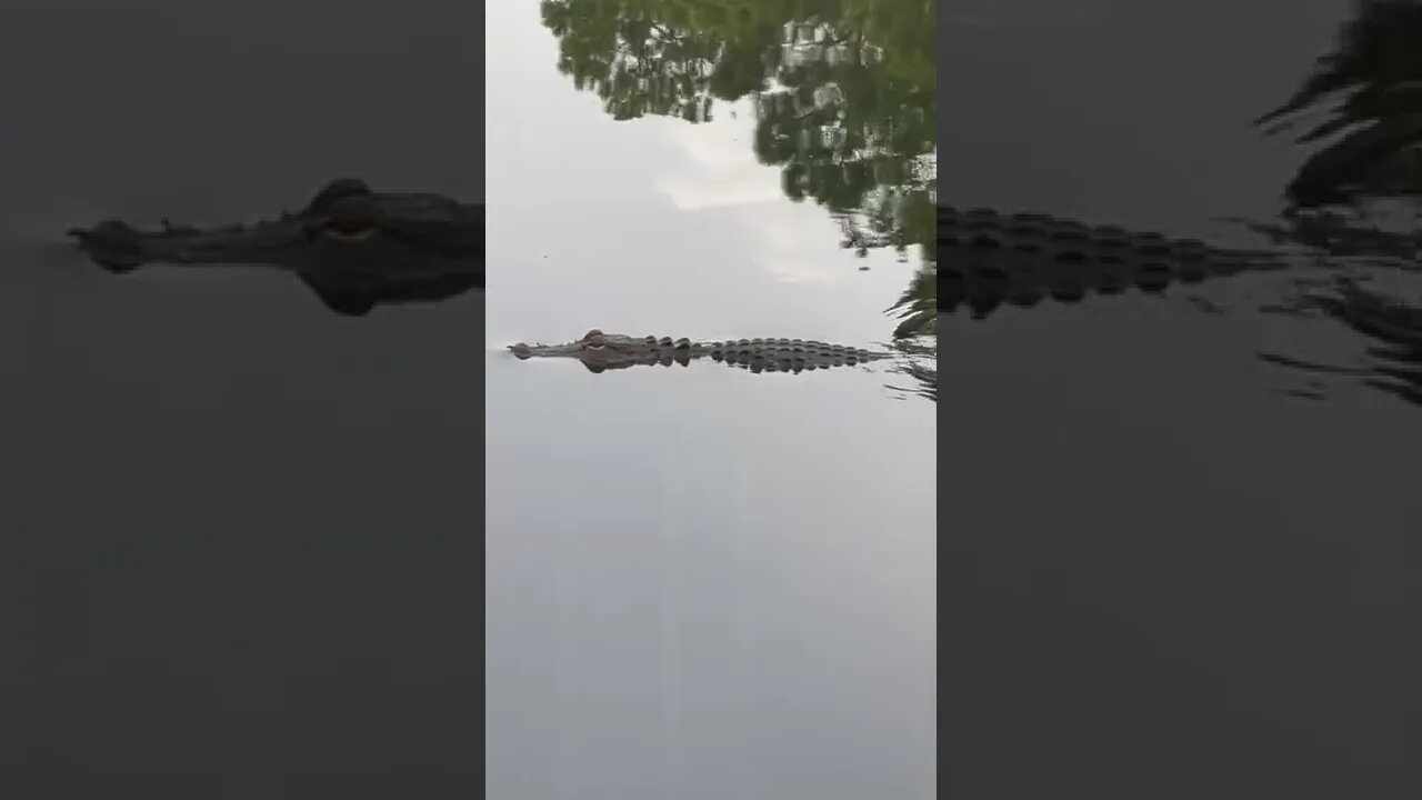 Bonus Gator Short #shorts #short #gator #alligator