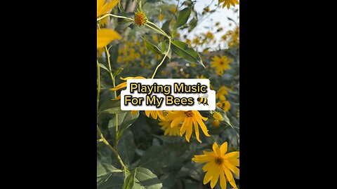 Playing Music For My Bees