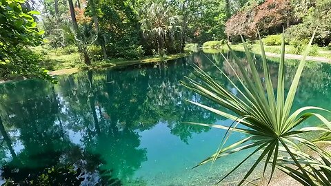 The Black Pond at Maclay Gardens with a Palmetto