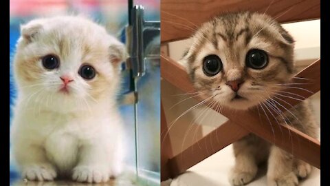 Cute and Funny Cat Videos to make you very happy and smile 🐱