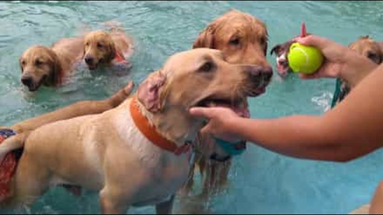 Anche i cani amano giocare in piscina