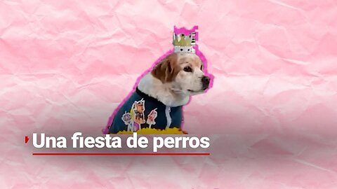 #HuellitasYRabitos | Un cumpleaños de perros