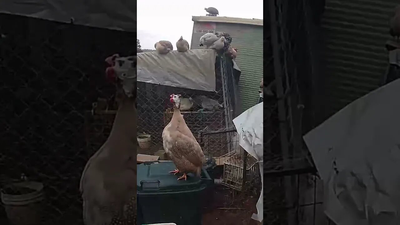 Guinea fowl getting ready for bed