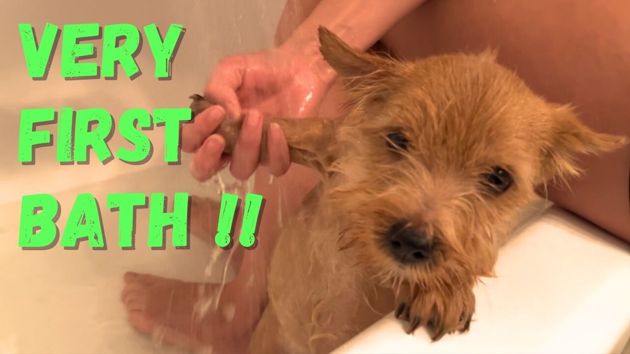 Puppy’s Very First Bath - so CUTE!