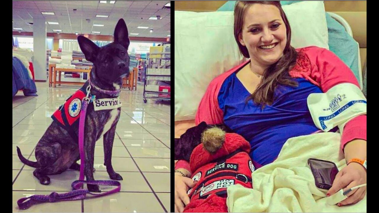 Rude Kid Hits Service Dog and Owner Teaches Her a Lesson She Won't Forget