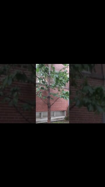 Short i miss the bees