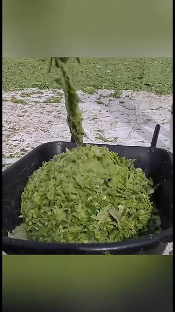 Leather Made Out Of Cactus