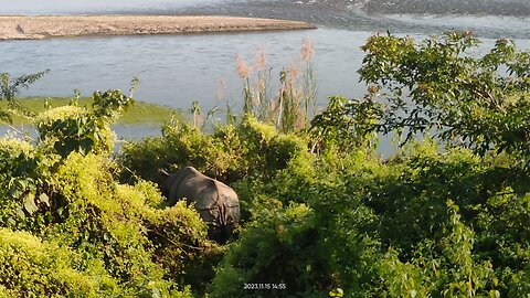 Rare-One Horned Rhino 🦏😱😱