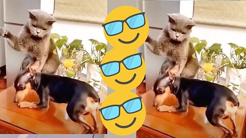 Funny animals 😂😂😂