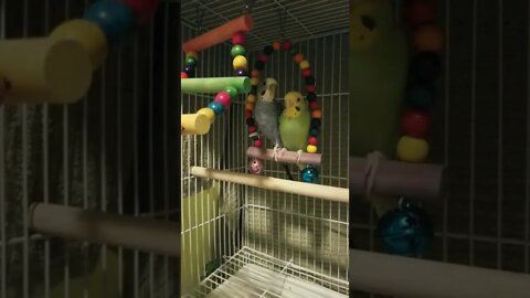 Budgie Being Too Cute! 💛 #shorts #youtubeshorts #budgies #birds #parrots #parakeets