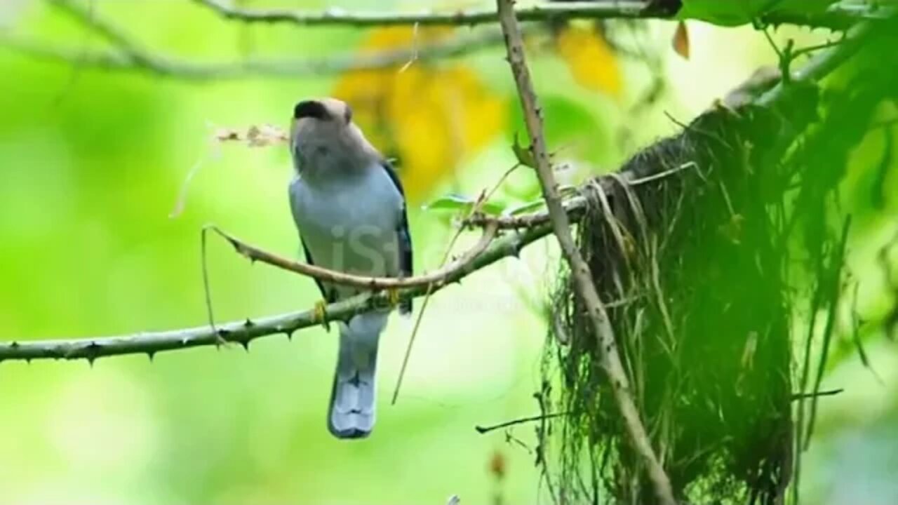 Relaxing & Meditation & Music & & Peaceful & Piano & Music & & & Birds & Music & Sunny mornings by