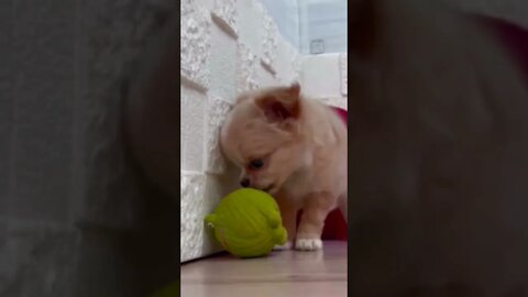 Funniest Cat and Dog Videos Compilation