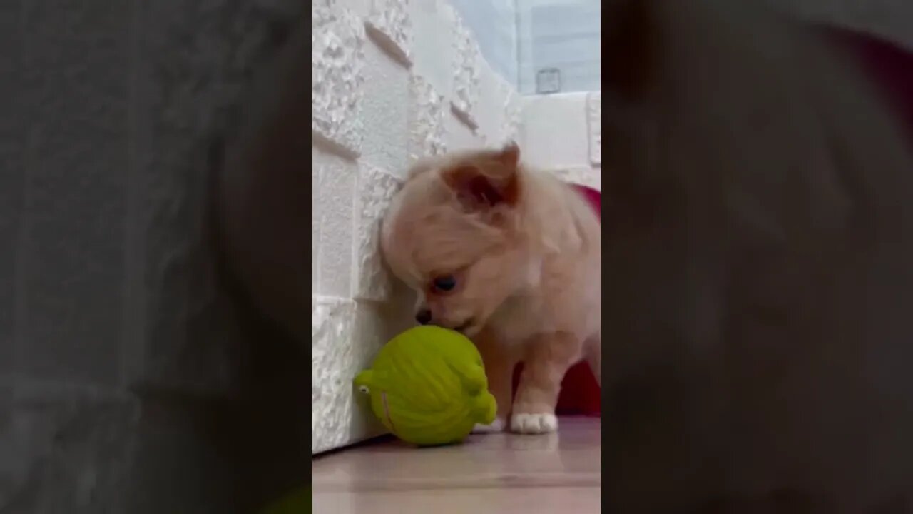 Funniest Cat and Dog Videos Compilation