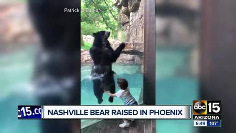 Bear from Phoenix Zoo goes viral for adorable video