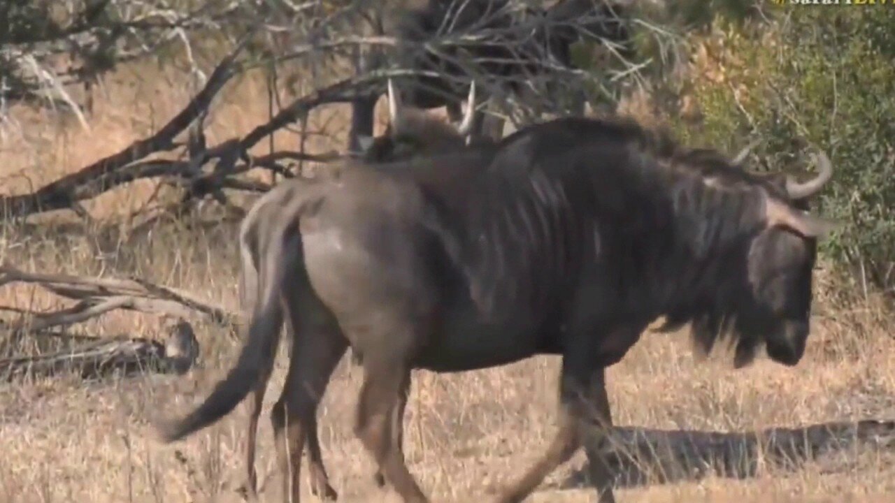 July 24, 2017 - Sunset - Djuma has Wildebeest too