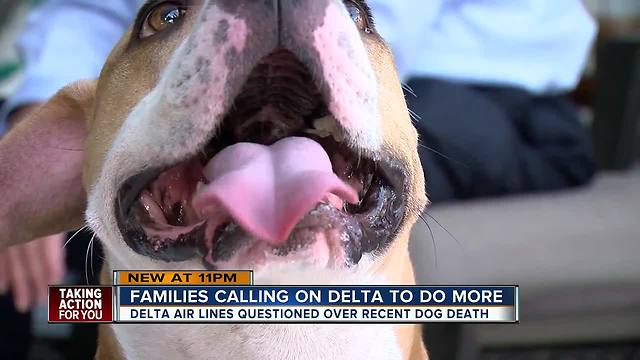 ‘Brady’ the lost then found dog from Tampa International still separated from his family in Bermuda